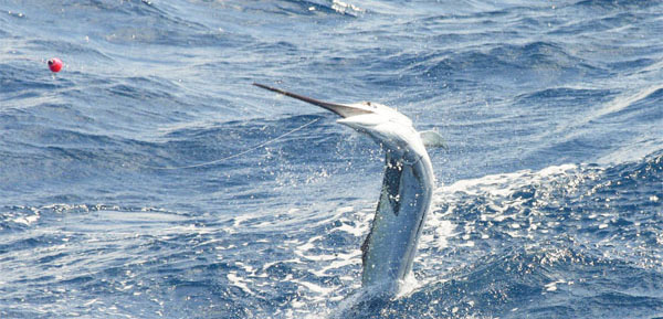 Deep sea fishing charters