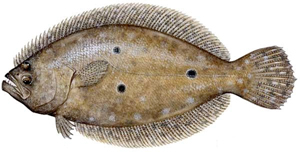 Tips for catching flounder